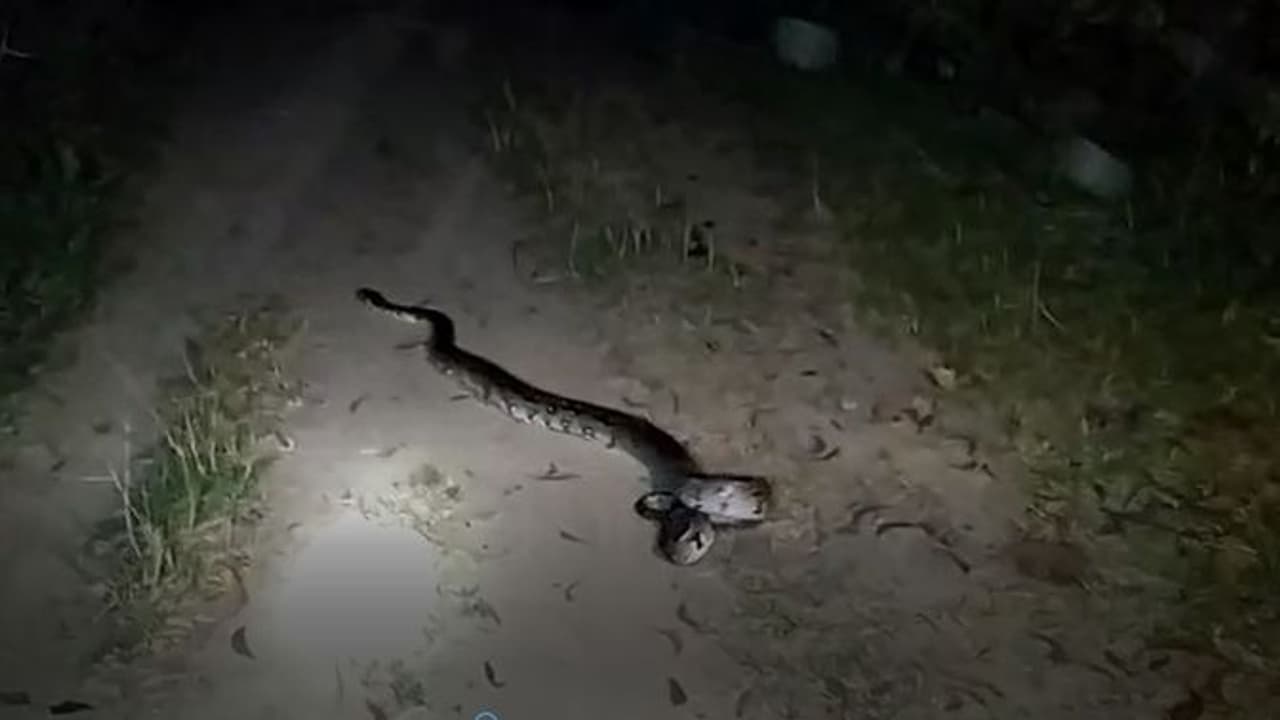 জঙ্গল ছেড়ে খাবারের খোঁজে লোকালয়ে ১৩ ফুটের পাইথন, চাঞ্চল্য বাঁকুড়ায় জঙ্গল ছেড়ে খাবারের খোঁজে লোকালয়ে ১৩ ফুটের পাইথন, চাঞ্চল্য বাঁকুড়ায়