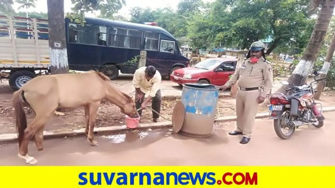 ಹಿರೇಕೆರೂರು: ಕಾಲು ಮುರಿದ ಕುದುರೆ ಆರೈಕೆ ಮಾಡಿ ಮಾನವೀಯತೆ ಮೆರೆದ ಪೊಲೀಸ್ ಹಿರೇಕೆರೂರು: ಕಾಲು ಮುರಿದ ಕುದುರೆ ಆರೈಕೆ ಮಾಡಿ ಮಾನವೀಯತೆ ಮೆರೆದ ಪೊಲೀಸ್