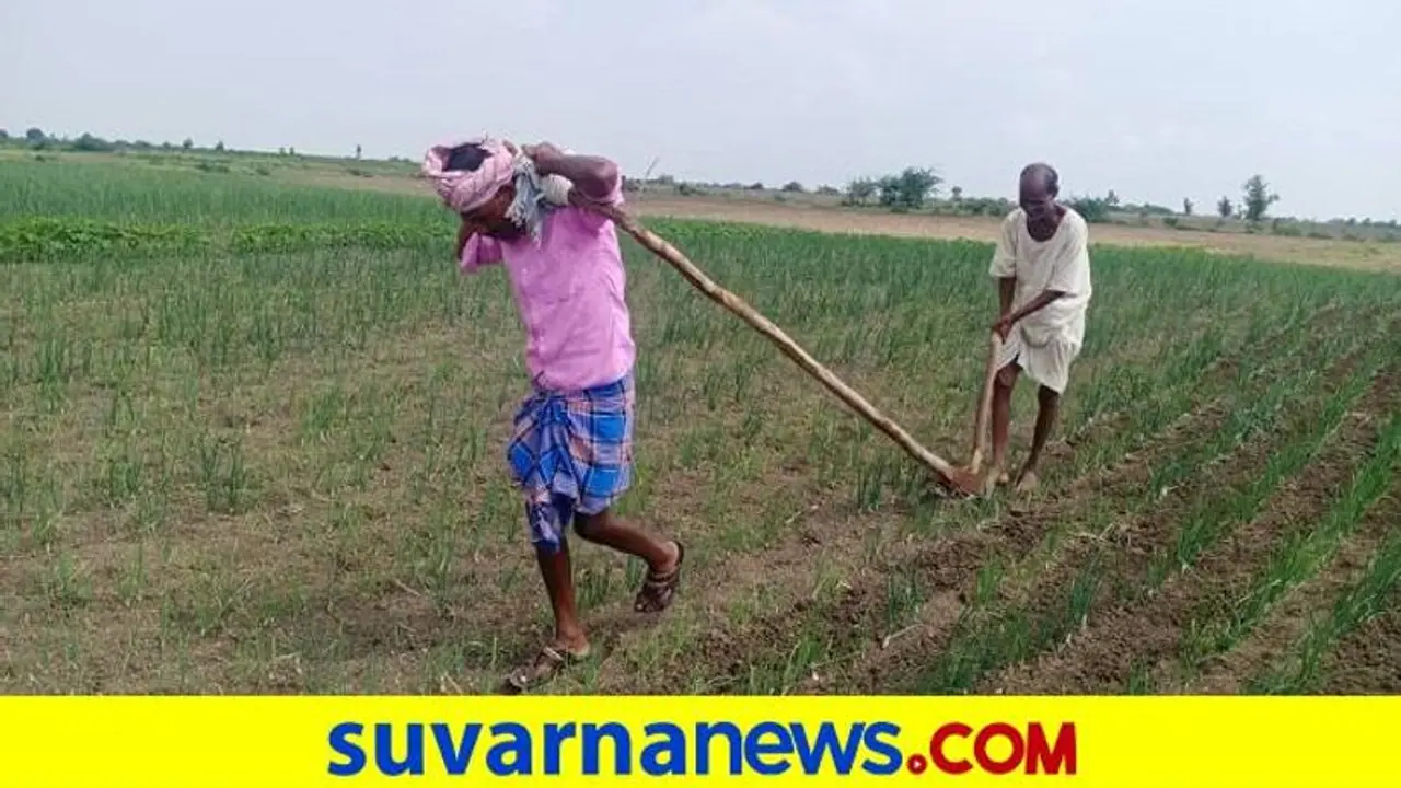 ಕೊಪ್ಪಳ: ಎಡೆ ಹೊಡೆಯಲು ಹೆಗಲುಕೊಟ್ಟ ಅತಿಥಿ ಶಿಕ್ಷಕ, ಎತ್ತಿನಂತೆ ಹೊಲದಲ್ಲಿ ದುಡಿಯುತ್ತಿರುವ ಪದವೀಧರ..!