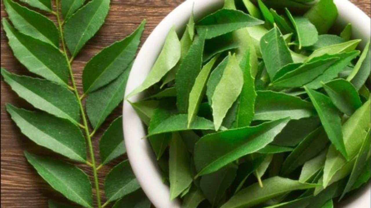 curry leaves curry leaves