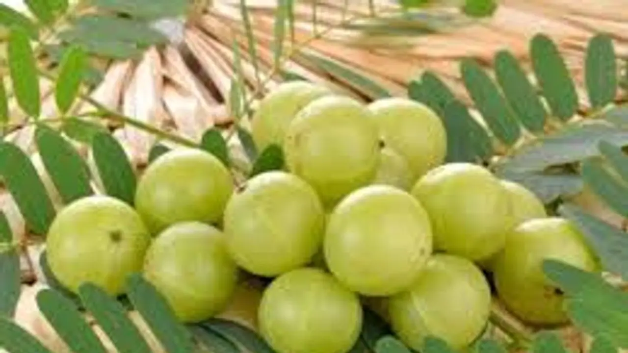 कोरोना संकट को देखते हुए योगी सरकार ने लखनऊ महोत्सव सहित कई कार्यक्रमों को किया रद्द कोरोना संकट को देखते हुए योगी सरकार ने लखनऊ महोत्सव सहित कई कार्यक्रमों को किया रद्द