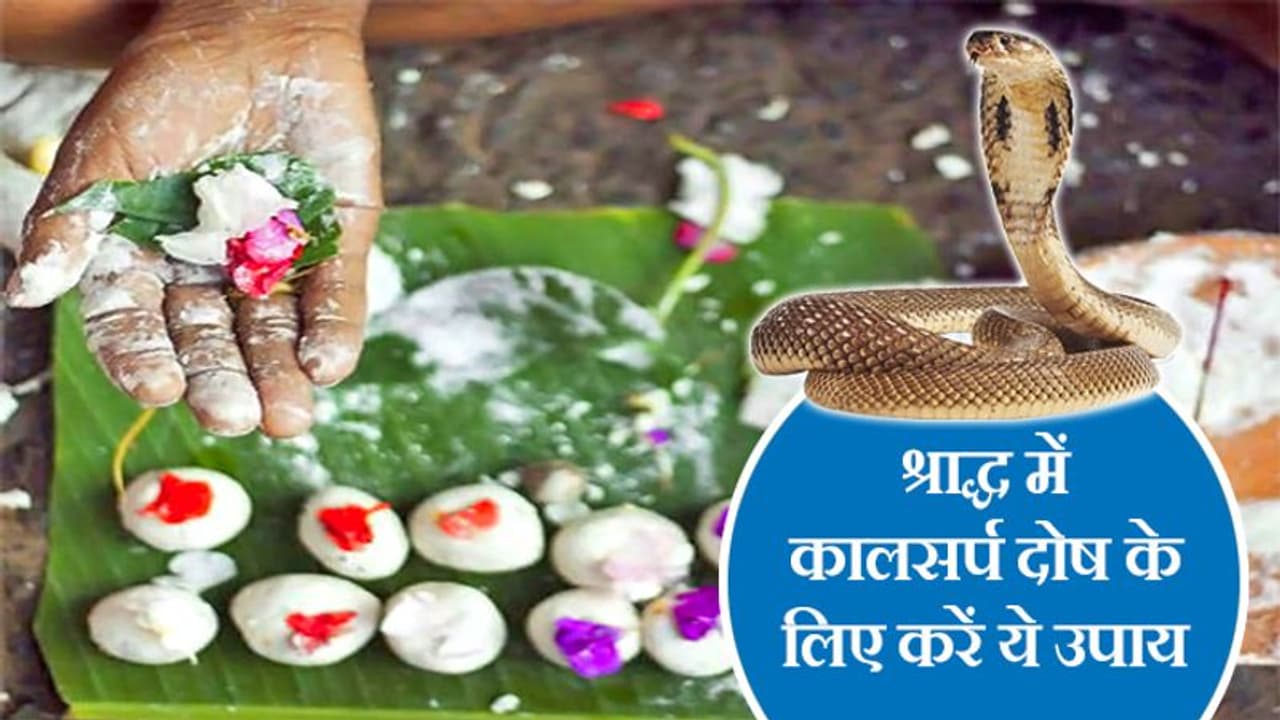 श्राद्ध के 16 दिन होते हैं बहुत खास, इस दौरान ये आसान उपाय करने से कम हो सकता है कालसर्प दोष का अशुभ प्रभाव श्राद्ध के 16 दिन होते हैं बहुत खास, इस दौरान ये आसान उपाय करने से कम हो सकता है कालसर्प दोष का अशुभ प्रभाव
