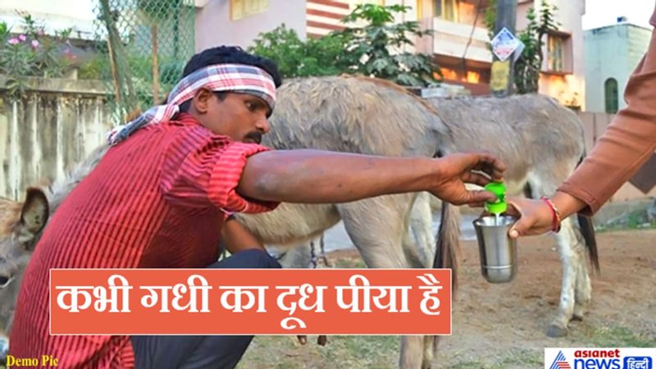 दुनियाभर में धूम मचा रहे गुजरात के गधे, गाय भैंस से महंगा मिलता है इनका दूध, जानिए वजह दुनियाभर में धूम मचा रहे गुजरात के गधे, गाय भैंस से महंगा मिलता है इनका दूध, जानिए वजह