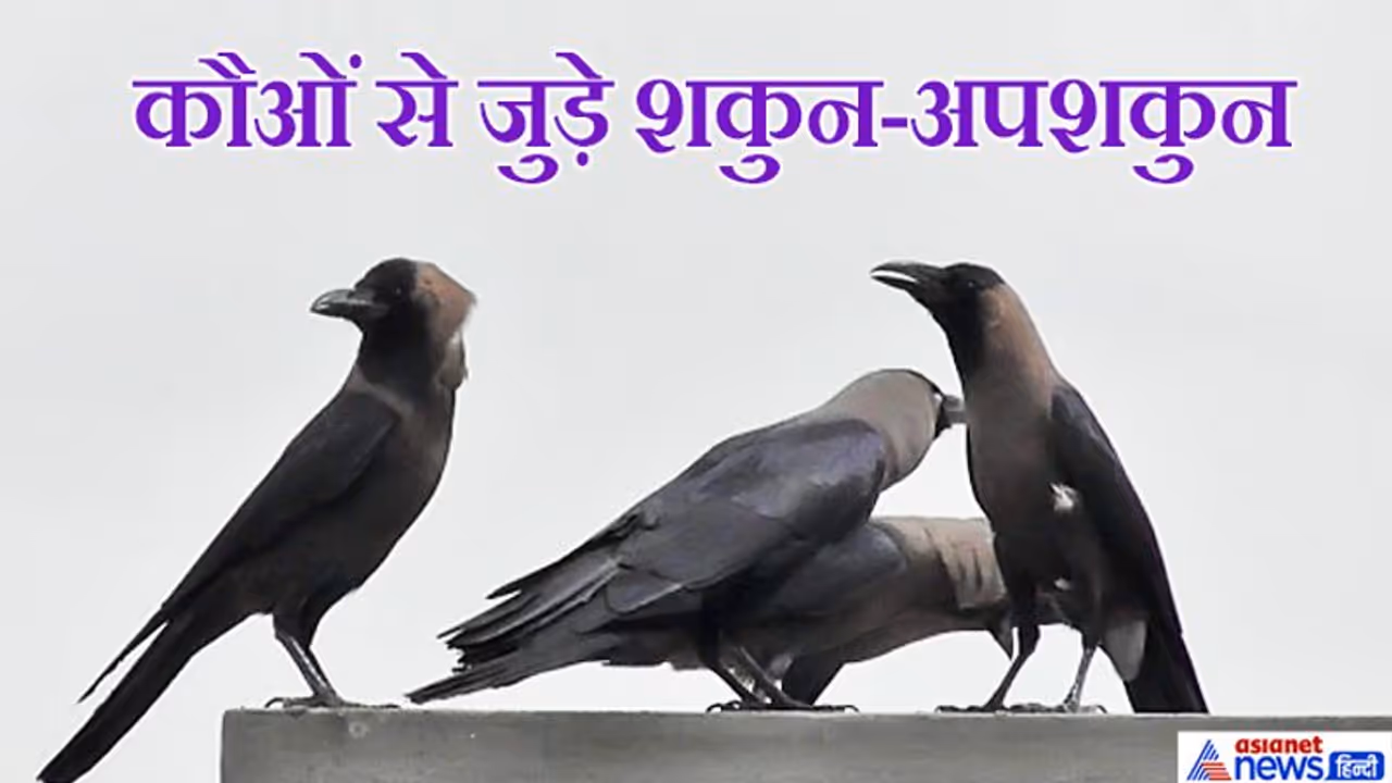 मान्यता: श्राद्ध में कौओं को खाना खिलाने से मिलती है पितृों की कृपा, जानिए इनसे जुड़े शकुन अपशकुन