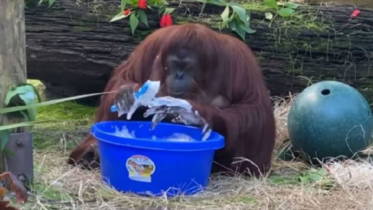 സോപ്പിട്ട് വൃത്തിയായി കൈകള്‍ കഴുകുന്ന ഒറാങ്കുട്ടാൻ; വീഡിയോ വൈറല്‍