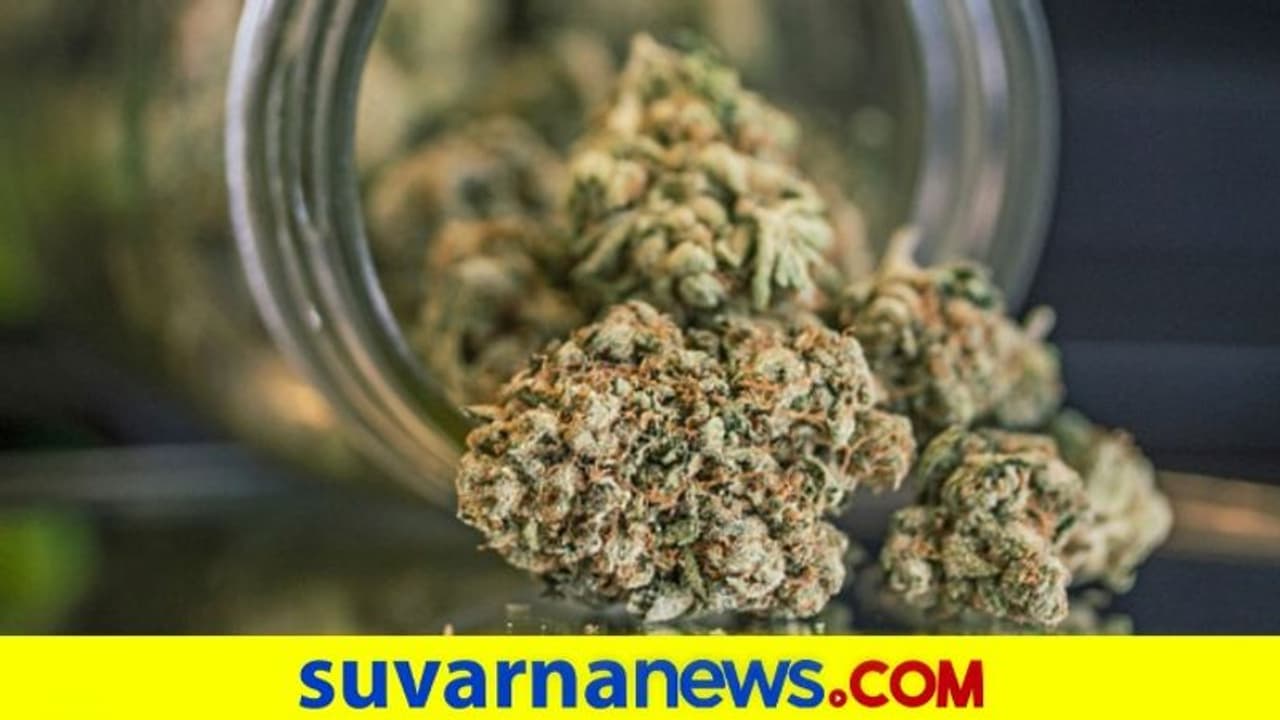 ಗಾಂಜಾ ಅಪಾಯಕಾರಿ ಮಾದಕ ವಸ್ತು ಅಲ್ಲ: ವಿಶ್ವಸಂಸ್ಥೆ ನಿರ್ಧಾರಕ್ಕೆ ಭಾರತದ ಬೆಂಬಲ! ಗಾಂಜಾ ಅಪಾಯಕಾರಿ ಮಾದಕ ವಸ್ತು ಅಲ್ಲ: ವಿಶ್ವಸಂಸ್ಥೆ ನಿರ್ಧಾರಕ್ಕೆ ಭಾರತದ ಬೆಂಬಲ!