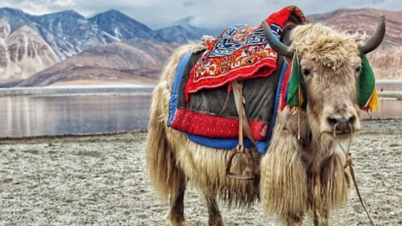 পশুকে গপ্তচর হিসেবে কাজে লাগায় আমেরিকা ইজরায়েল, চিনও কি অরুণাচলে নিল সেই পন্থা পশুকে গপ্তচর হিসেবে কাজে লাগায় আমেরিকা ইজরায়েল, চিনও কি অরুণাচলে নিল সেই পন্থা