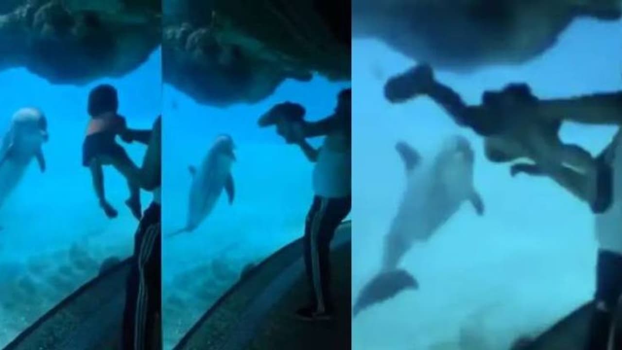 വായുവിൽ നീന്തി കുട്ടി; ഒപ്പം ചിരിച്ച് കളിച്ച് ഡോൾഫിന്‍; രസകരം ഈ വീഡിയോ