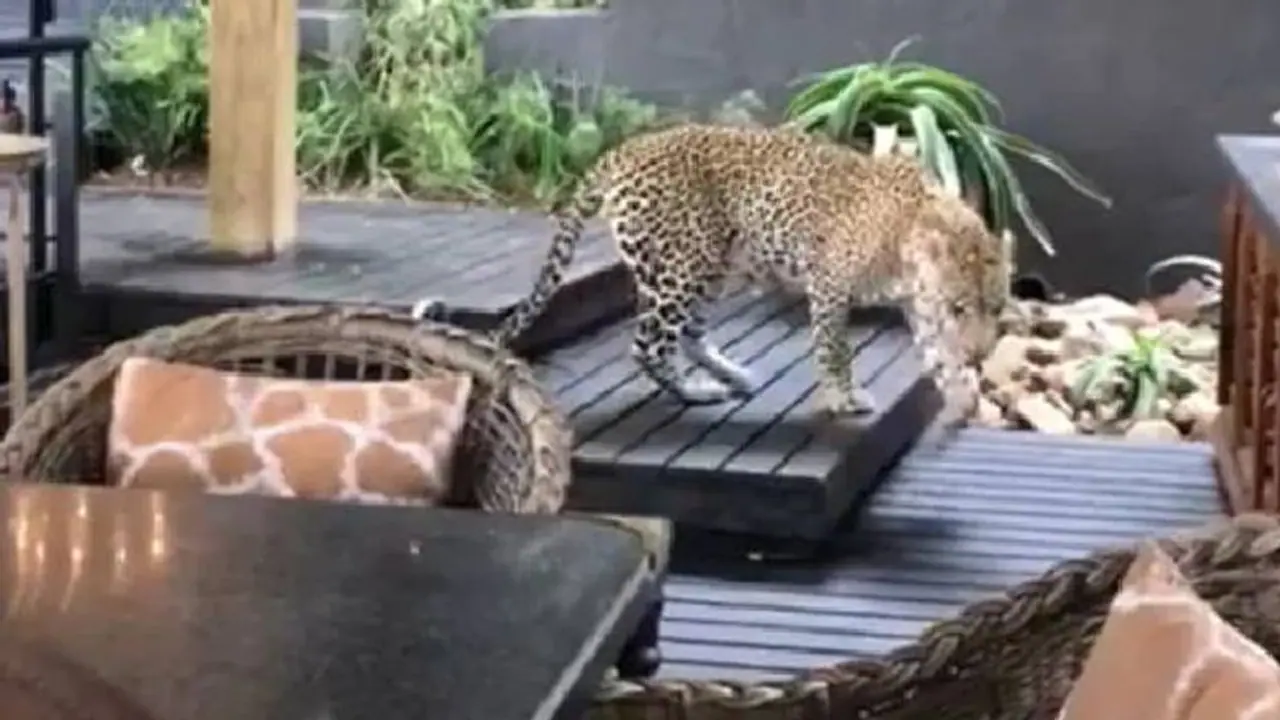 West Bengal: Leopard cub goes missing from cage in East Burdwan’s zoological park