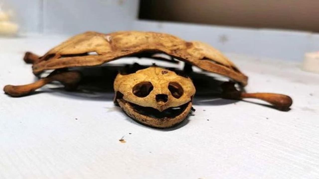 छुट्टियों में घर जाते ही लग गया लॉकडाउन, 8 महीने बाद लौटा हॉस्टल तो इस हाल में मिला पालतू कछुआ छुट्टियों में घर जाते ही लग गया लॉकडाउन, 8 महीने बाद लौटा हॉस्टल तो इस हाल में मिला पालतू कछुआ