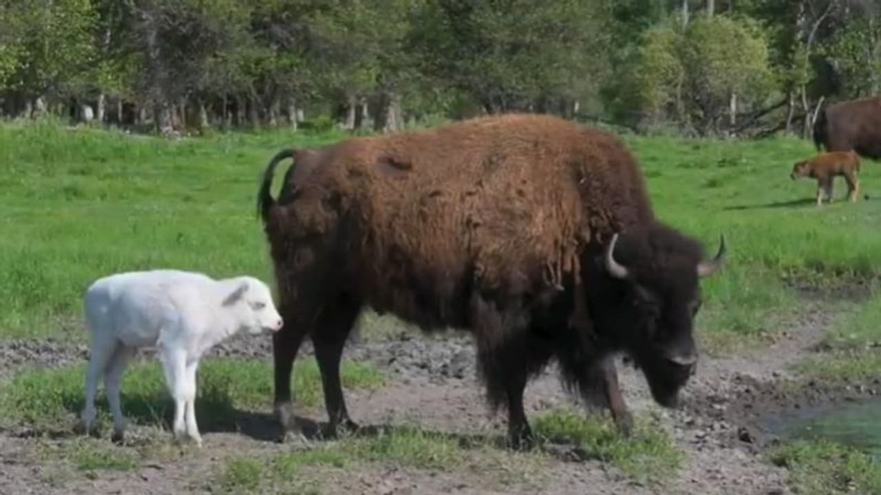 വെളുത്ത പോത്ത്!; ഇത് മൊണ്ടാനക്കാരുടെ സ്വന്തം ഐശ്വര്യ ദേവത വെളുത്ത പോത്ത്!; ഇത് മൊണ്ടാനക്കാരുടെ സ്വന്തം ഐശ്വര്യ ദേവത