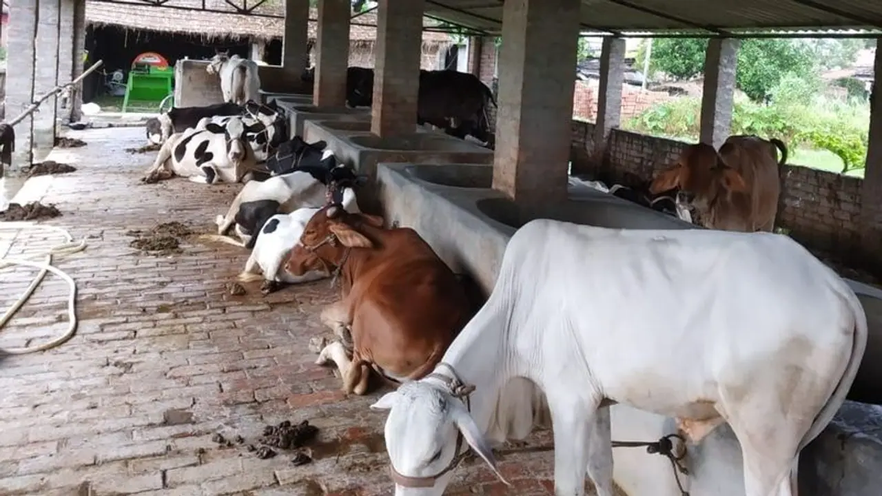 ಜುಲೈಗೆ 5 ಜಿಲ್ಲೆಗಳಲ್ಲಿ ಗೋಶಾಲೆ ಲೋಕಾರ್ಪಣೆ ಜುಲೈಗೆ 5 ಜಿಲ್ಲೆಗಳಲ್ಲಿ ಗೋಶಾಲೆ ಲೋಕಾರ್ಪಣೆ