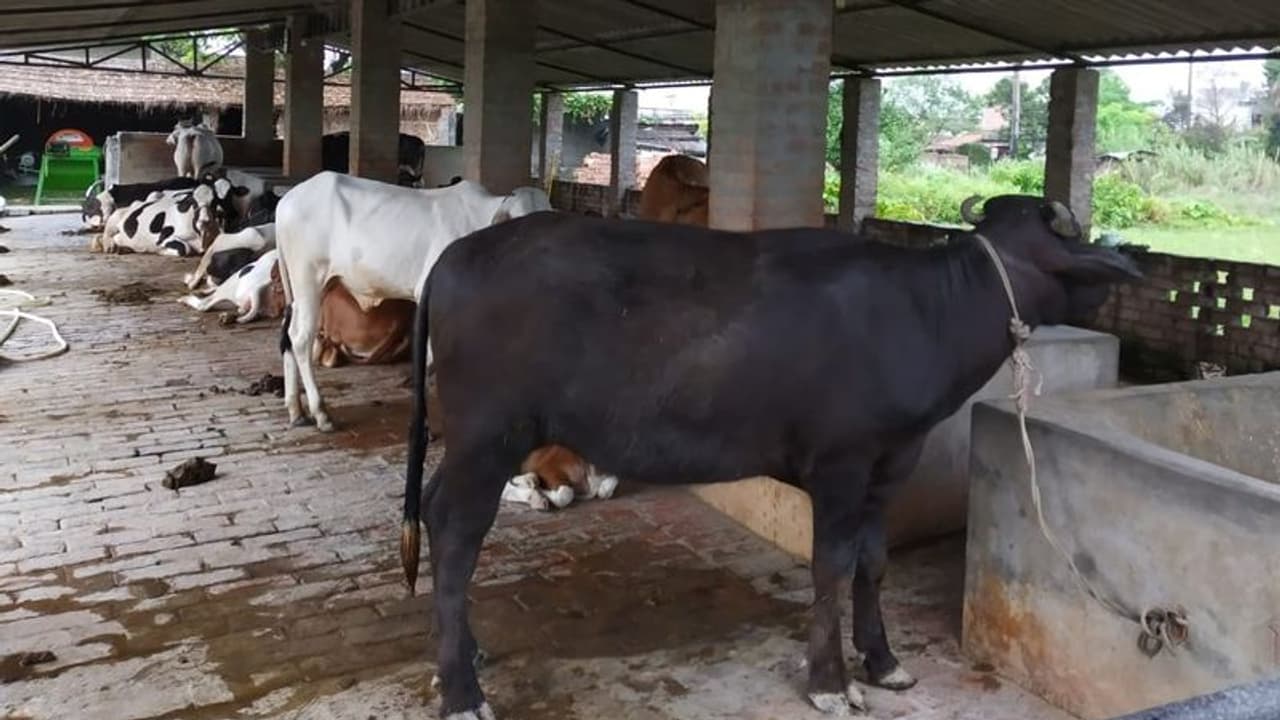 গরু পাচার চক্রে বিস্ফোরক তথ্য় পেল সিবিআই, ধৃতদের নামে বিপুল পরিমাণ বেনামি সম্পত্তি