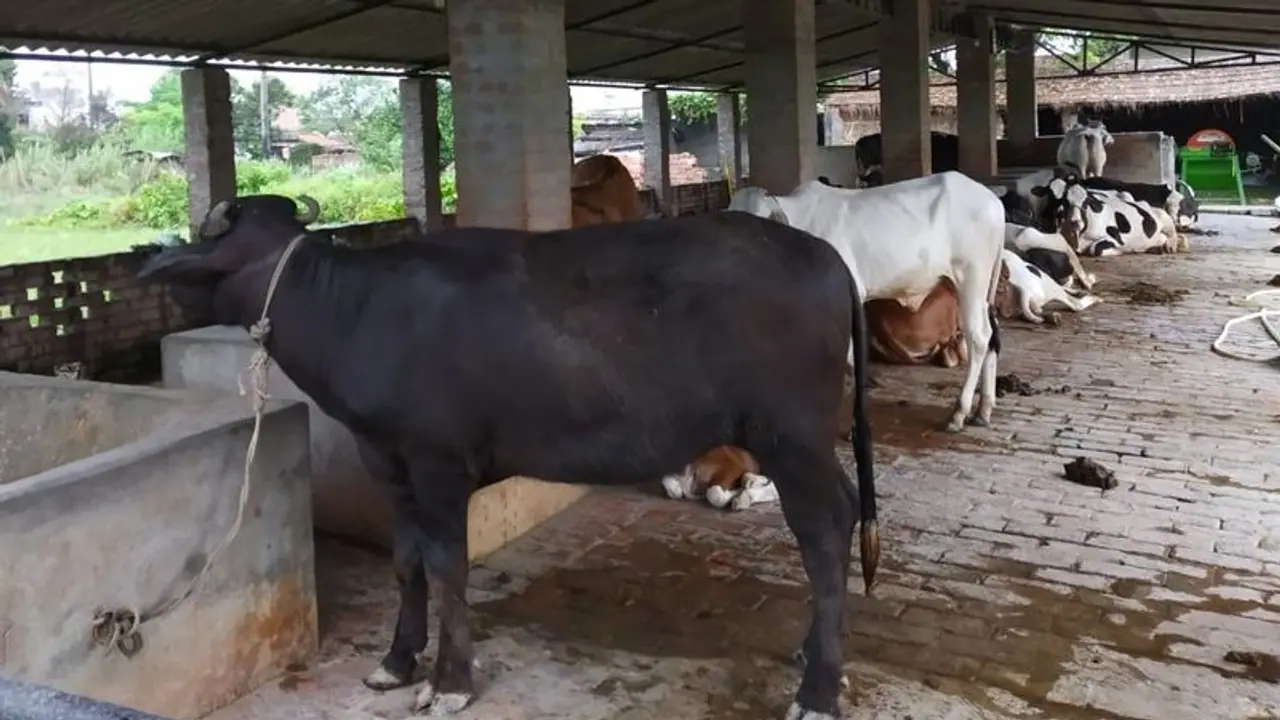 'Cow dung can protect you from radiation' 'Cow dung can protect you from radiation'