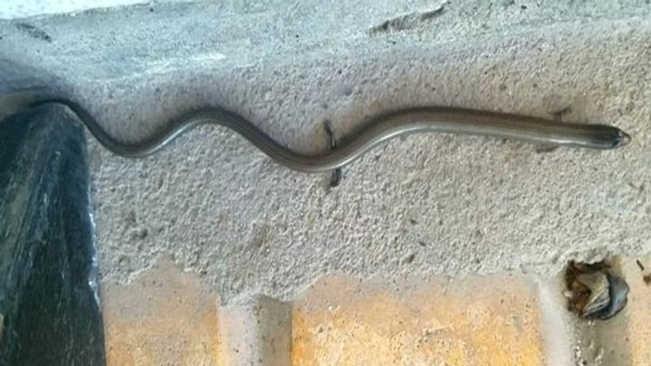 करोड़ों साल बाद धरती पर लौट सकते हैं पैरों वाले सांप, रेंगने की जगह कुत्ते बिल्ली की तरह घूमते थे दुनिया में करोड़ों साल बाद धरती पर लौट सकते हैं पैरों वाले सांप, रेंगने की जगह कुत्ते बिल्ली की तरह घूमते थे दुनिया में