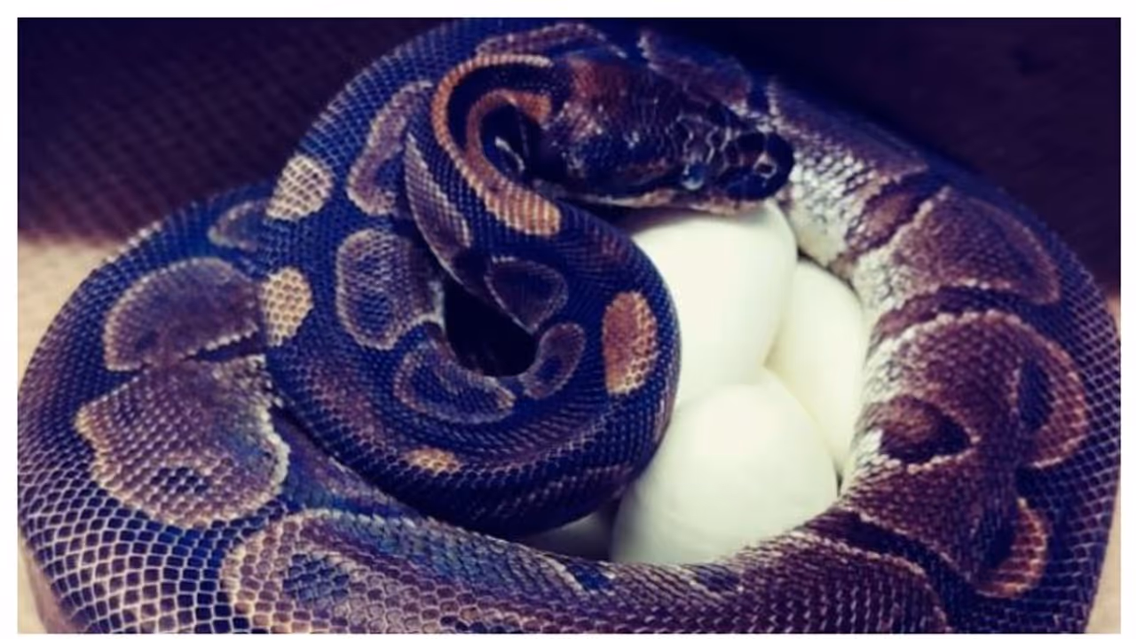 অবাক হয়ে গিলেন বিজ্ঞানীরা, পুরুষসঙ্গীর সঙ্গম ছাড়াই ডিম পাড়ল ৬২ বছরের বৃদ্ধা পাইথন অবাক হয়ে গিলেন বিজ্ঞানীরা, পুরুষসঙ্গীর সঙ্গম ছাড়াই ডিম পাড়ল ৬২ বছরের বৃদ্ধা পাইথন