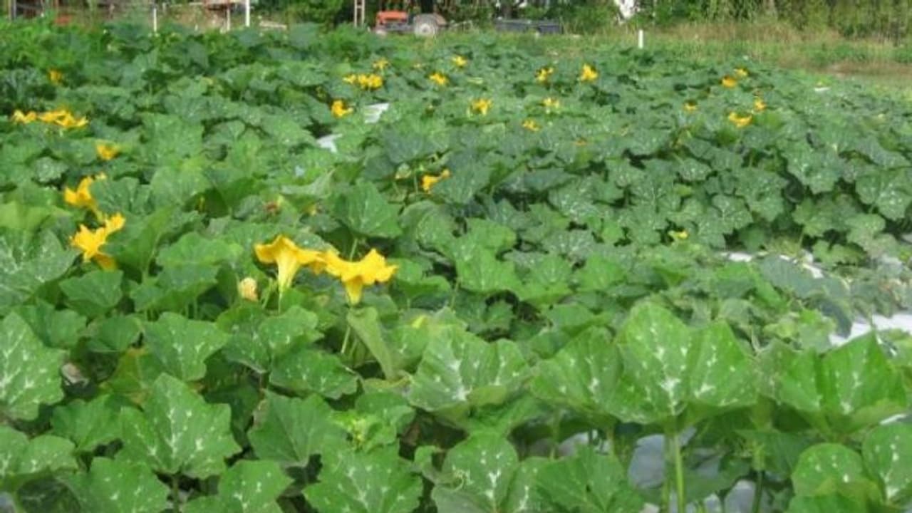 ശീതളപാനീയമല്ല ഈ സ്‌ക്വാഷ്; വെള്ളരി വര്‍ഗത്തില്‍പ്പെട്ട പച്ചക്കറിയാണ്