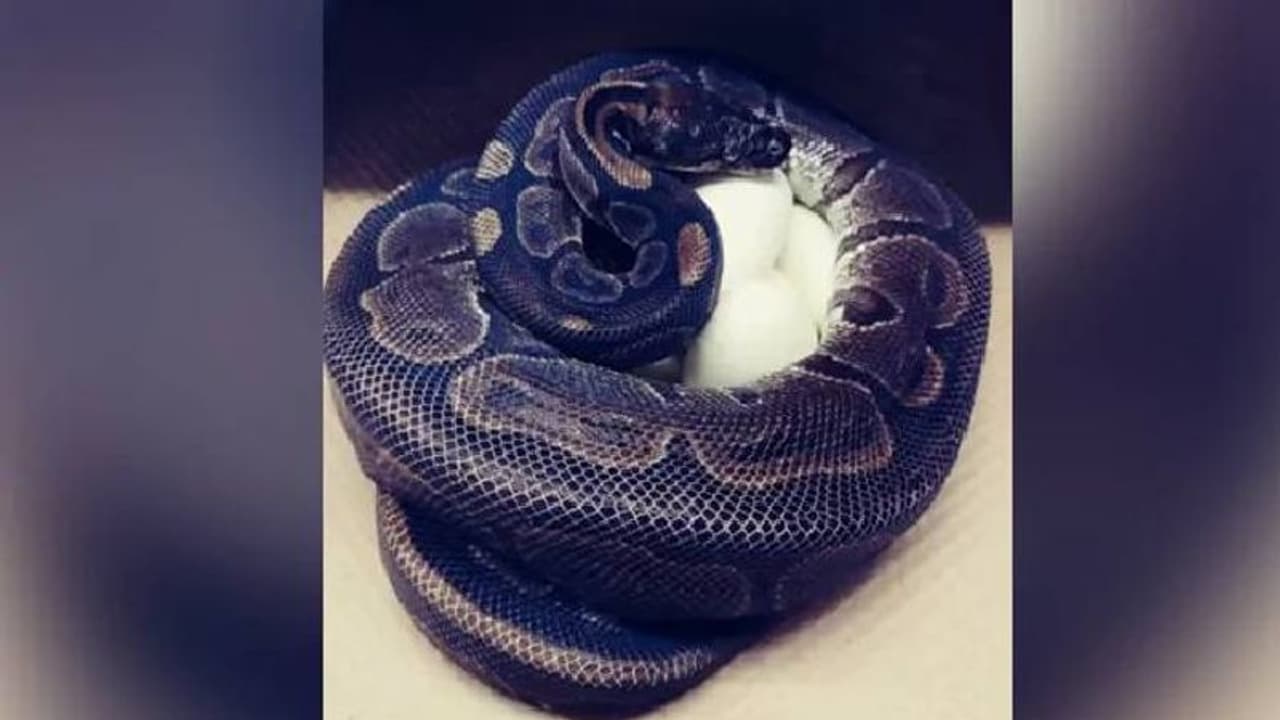 ഇണയില്ലാതെ 15 വര്‍ഷങ്ങള്‍; പക്ഷേ 62 ാം വയസില്‍ പെരുമ്പാമ്പിട്ടത് ഏഴുമുട്ടകള്‍!