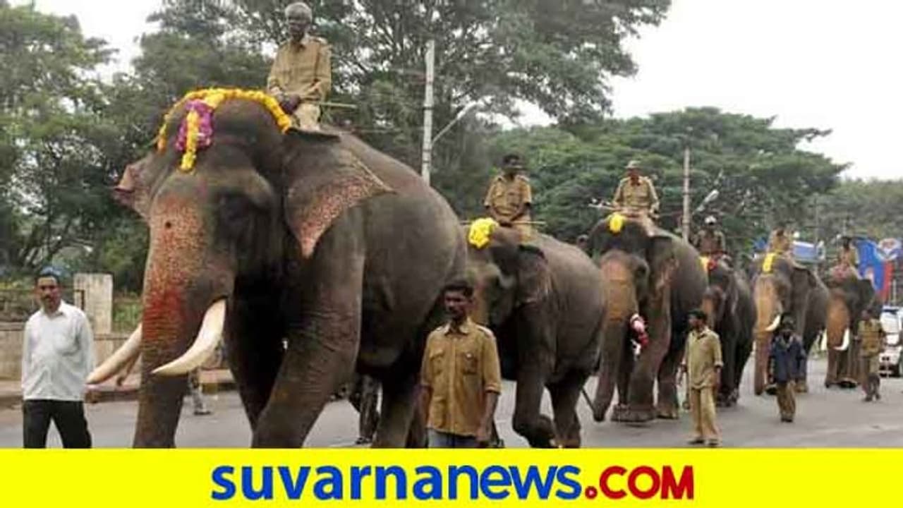 ಇಂದು ಮೈಸೂರು ದಸರಾ ಗಜ ಪಡೆ ಪ್ರಯಾಣ ಶುರು