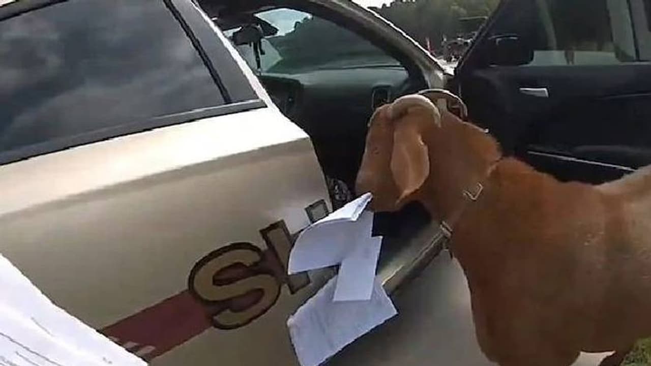 പൊലീസ് കാറിനുള്ളില്‍ കയറിയ ആട് ഫയലുകള്‍ അകത്താക്കി; വീഡിയോ വൈറല്‍