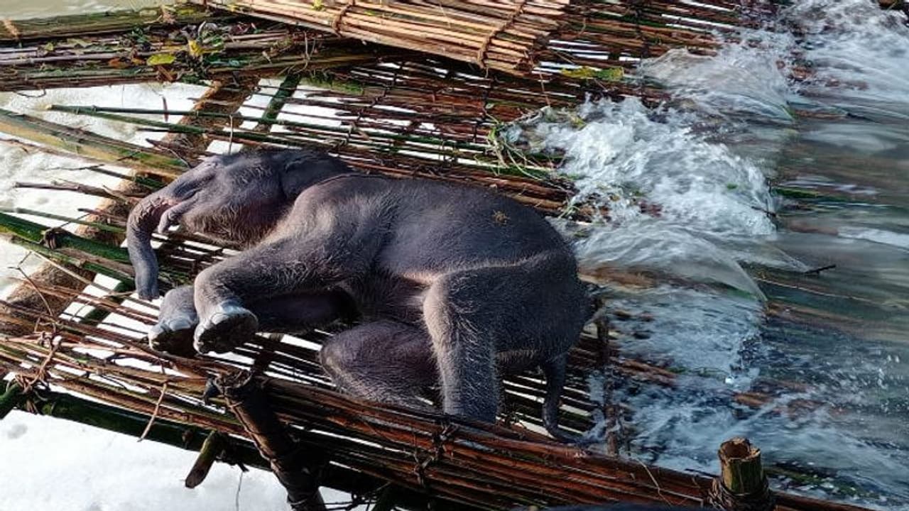 মাছ ধরার জালে হস্তিশাবকের মৃতদেহ, চাঞ্চল্য পশ্চিম মেদিনীপুরের গোয়ালতোড়ে মাছ ধরার জালে হস্তিশাবকের মৃতদেহ, চাঞ্চল্য পশ্চিম মেদিনীপুরের গোয়ালতোড়ে