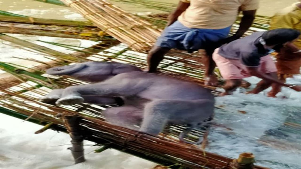 West Bengal: Carcass of elephant cub rescued by villagers from fishing net West Bengal: Carcass of elephant cub rescued by villagers from fishing net