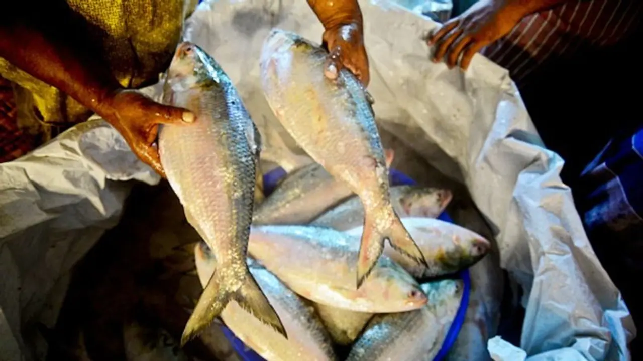 মহালয়ায় দেড় কেজি মাপের ইলিশ ২০০০ টাকা, দেদার বিকোচ্ছে কলকাতায় মহালয়ায় দেড় কেজি মাপের ইলিশ ২০০০ টাকা, দেদার বিকোচ্ছে কলকাতায়