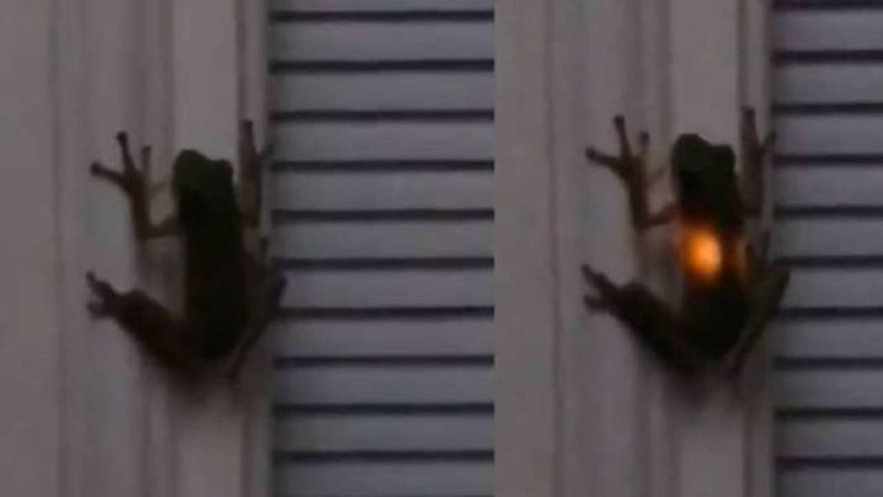 വയറ്റില്‍ ലൈറ്റ് കത്തുന്ന തവളയോ? അമ്പരന്ന് സൈബര്‍ ലോകം...