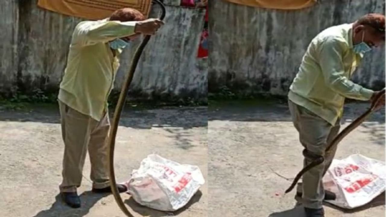 घर में निकला इतना भयानक सांप, युवक को देखते ही उसके पैर से जा लिपटा..दिल दहला देने वाला था सीन घर में निकला इतना भयानक सांप, युवक को देखते ही उसके पैर से जा लिपटा..दिल दहला देने वाला था सीन