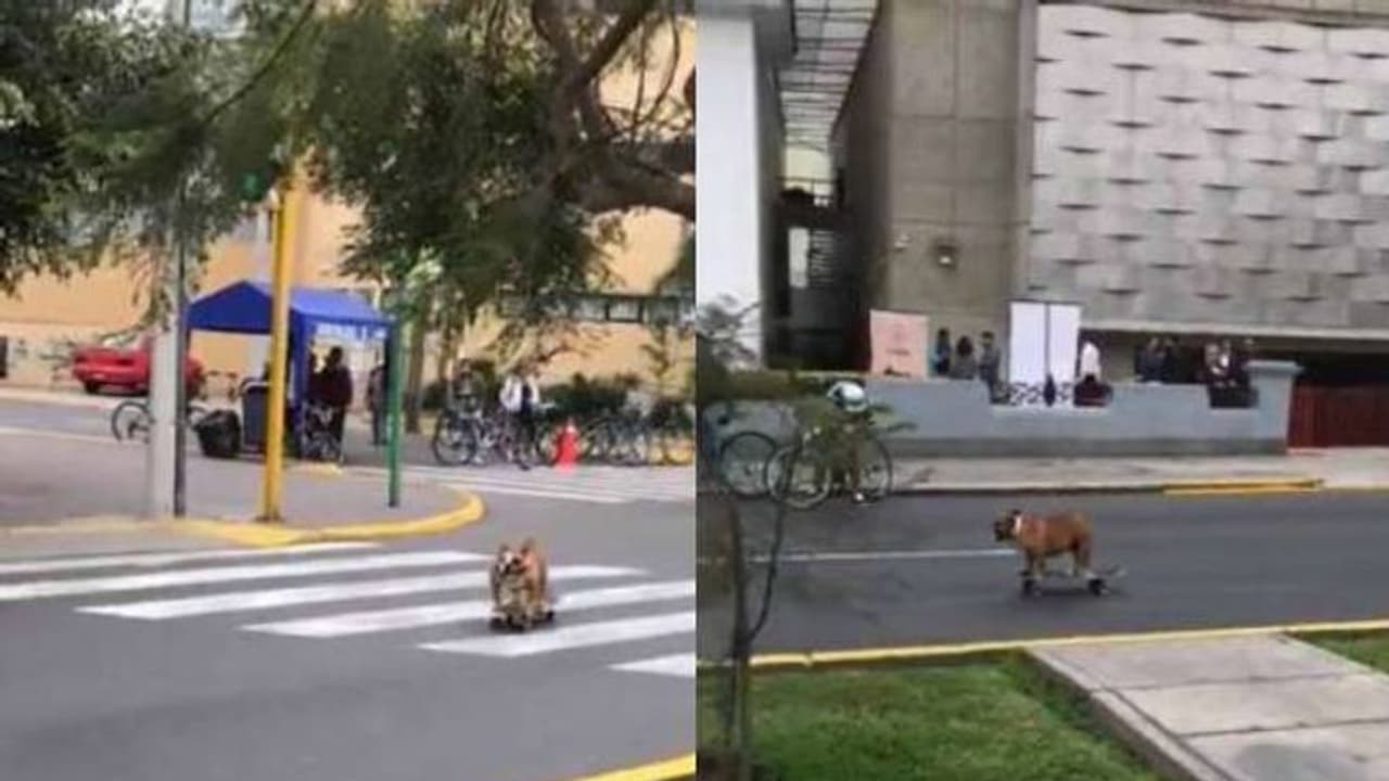 സ്കേറ്റ്ബോർഡിൽ റോഡിലൂടെ സഞ്ചരിക്കുന്ന നായ; വീഡിയോ കണ്ടത് ലക്ഷങ്ങള്... സ്കേറ്റ്ബോർഡിൽ റോഡിലൂടെ സഞ്ചരിക്കുന്ന നായ; വീഡിയോ കണ്ടത് ലക്ഷങ്ങള്...