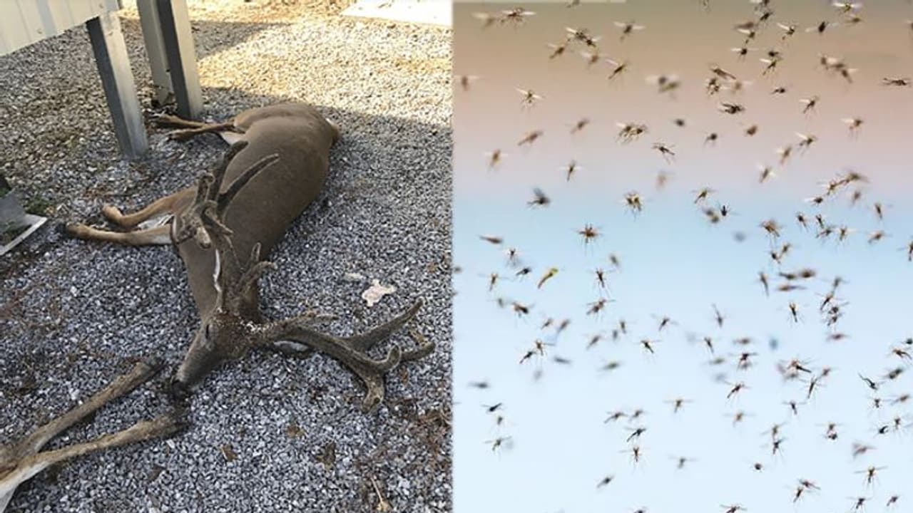 అమెరికాపై విరుచుకుపడిన దోమల దండు: జంతువుల రక్తం పీల్చేస్తూ బీభత్సం అమెరికాపై విరుచుకుపడిన దోమల దండు: జంతువుల రక్తం పీల్చేస్తూ బీభత్సం