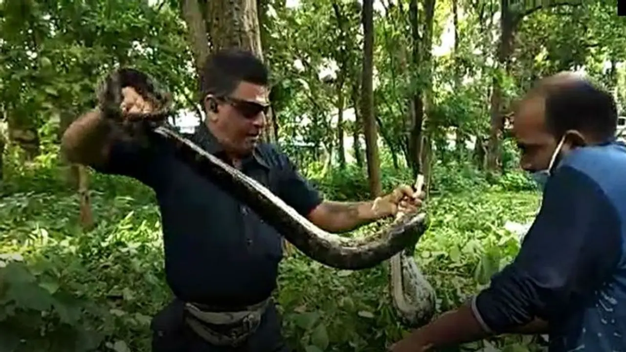 হাসপাতাল চত্বরে জঙ্গল থেকে উদ্ধার হল বিশালাকার পাইথন, দুর্গাপুরে সাপের আতঙ্ক হাসপাতাল চত্বরে জঙ্গল থেকে উদ্ধার হল বিশালাকার পাইথন, দুর্গাপুরে সাপের আতঙ্ক