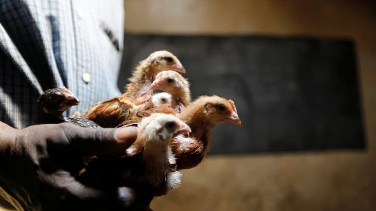 പഞ്ചായത്ത് ലൈസൻസില്ലാതെ ഇനി ആയിരം കോഴികളെ വരെ വളർത്താം; ചട്ടം ഭേദഗതി ചെയ്ത് സർക്കാർ പഞ്ചായത്ത് ലൈസൻസില്ലാതെ ഇനി ആയിരം കോഴികളെ വരെ വളർത്താം; ചട്ടം ഭേദഗതി ചെയ്ത് സർക്കാർ