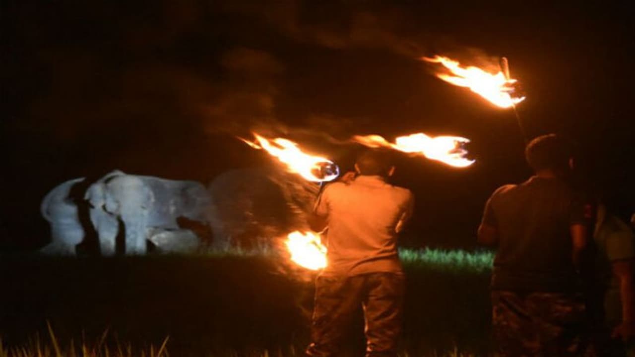 পাশের জঙ্গলে ঘাঁটি গেড়েছে হাতির দল, ফসল বাঁচাতে হাতে মশাল নিয়ে রাত পাহারায় জঙ্গল লাগোয়া চাষিরা পাশের জঙ্গলে ঘাঁটি গেড়েছে হাতির দল, ফসল বাঁচাতে হাতে মশাল নিয়ে রাত পাহারায় জঙ্গল লাগোয়া চাষিরা