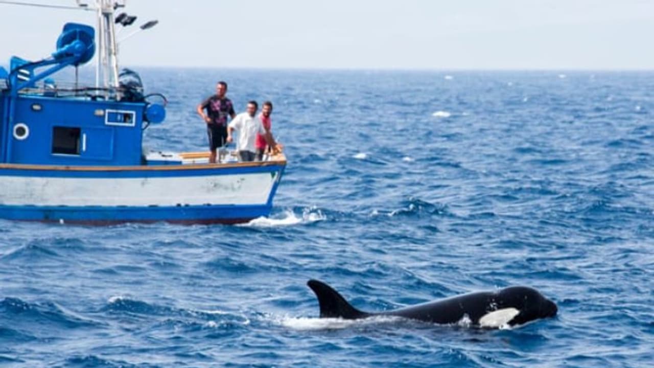 ബോട്ടുകൾ ആക്രമിച്ചു 'ഡോൾഫിൻ ഗുണ്ടകൾ', അമ്പരന്നു ശാസ്ത്രജ്ഞർ ബോട്ടുകൾ ആക്രമിച്ചു 'ഡോൾഫിൻ ഗുണ്ടകൾ', അമ്പരന്നു ശാസ്ത്രജ്ഞർ