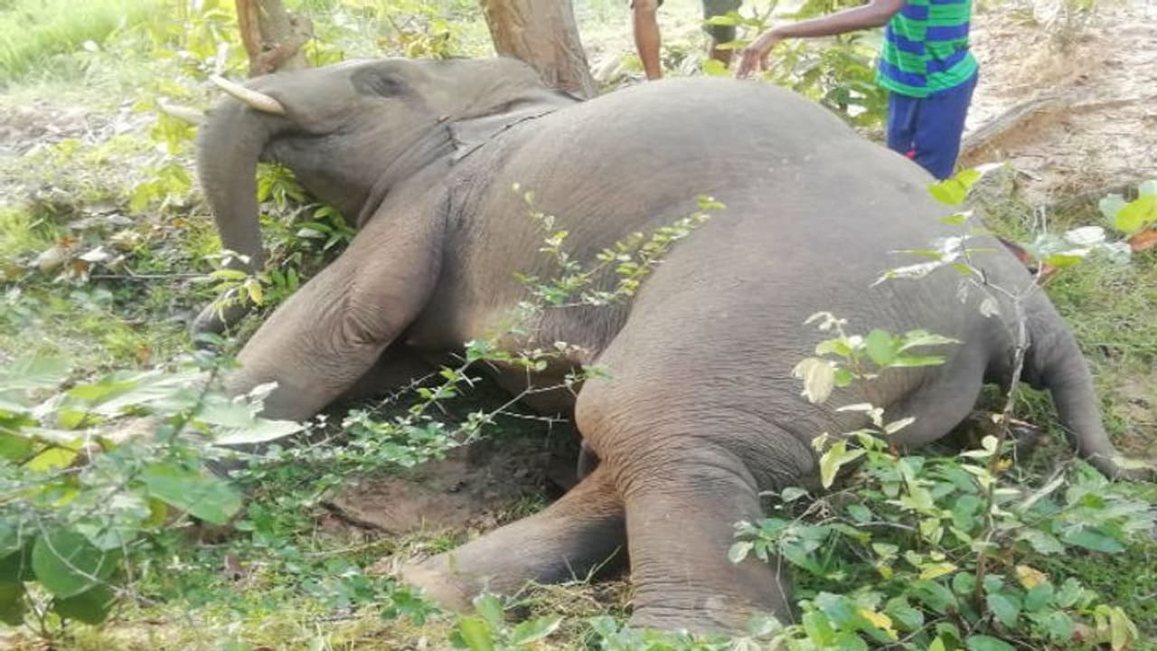 போட்ஸ்வானா நாட்டில் கூட்டம் கூட்டமாக மடிந்த யானைகள்..!! சயனோபாக்டீரியா குறித்து வெளியான பகீர்..!! போட்ஸ்வானா நாட்டில் கூட்டம் கூட்டமாக மடிந்த யானைகள்..!! சயனோபாக்டீரியா குறித்து வெளியான பகீர்..!!