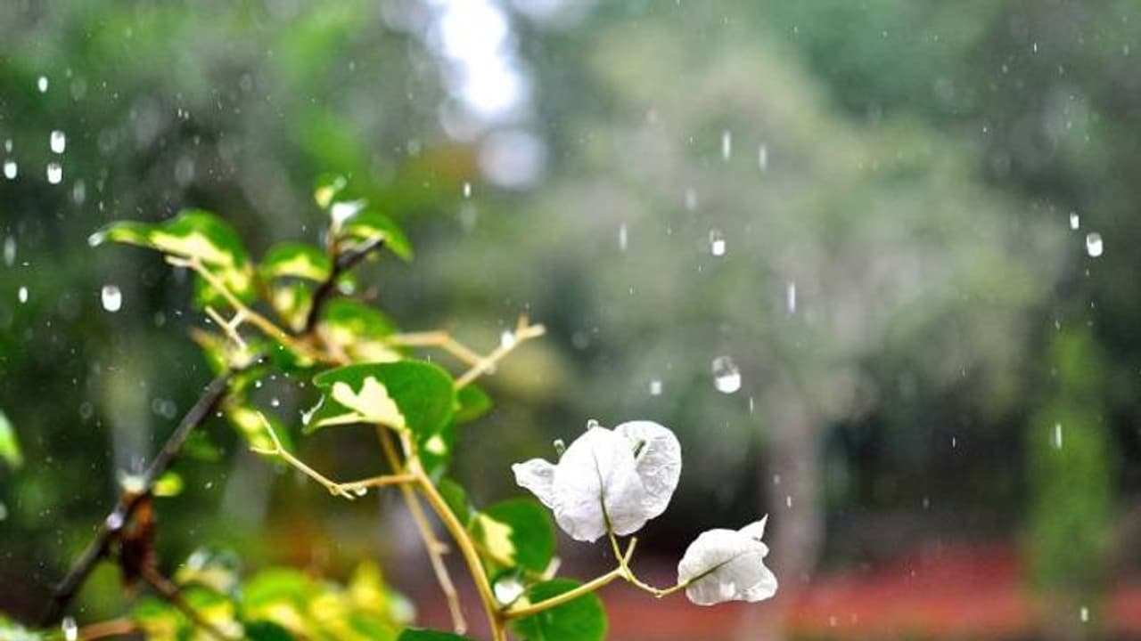 മഴക്കാലത്ത് ഇലകളില് കാണപ്പെടുന്ന പുള്ളിക്കുത്തുകള്; അല്പം പരിചരണം ഇലകള്ക്കും നല്കാം മഴക്കാലത്ത് ഇലകളില് കാണപ്പെടുന്ന പുള്ളിക്കുത്തുകള്; അല്പം പരിചരണം ഇലകള്ക്കും നല്കാം