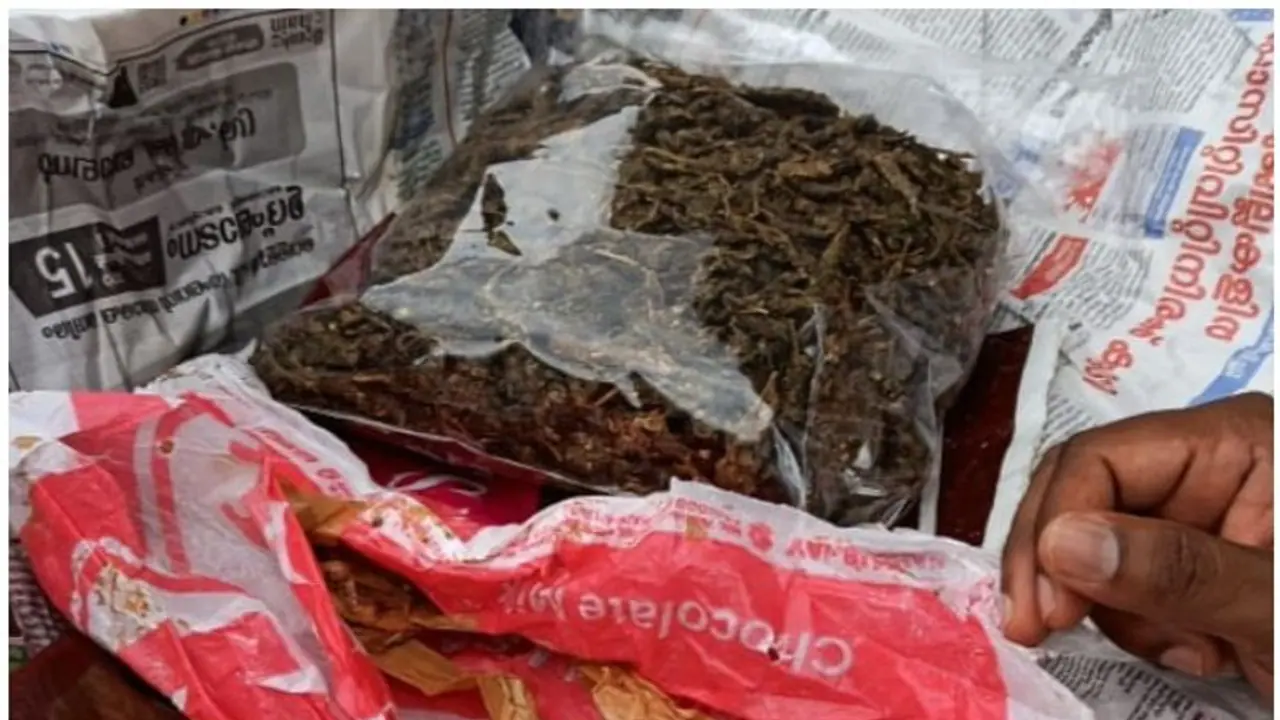 NCB drug chase: Syndicate of Udupi students busted; Rs 10 lakh worth contraband seized NCB drug chase: Syndicate of Udupi students busted; Rs 10 lakh worth contraband seized