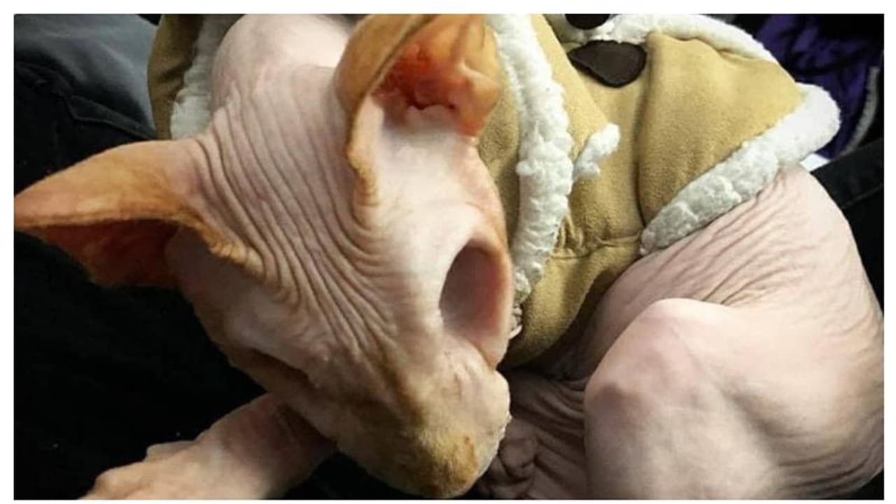 নেই চোখের মণি, লোমহীন দেহ নিয়েই সোশ্যাল মিডিয়া কাঁপাচ্ছে অদ্ভুত দর্শন এই বাঘের মাসি নেই চোখের মণি, লোমহীন দেহ নিয়েই সোশ্যাল মিডিয়া কাঁপাচ্ছে অদ্ভুত দর্শন এই বাঘের মাসি