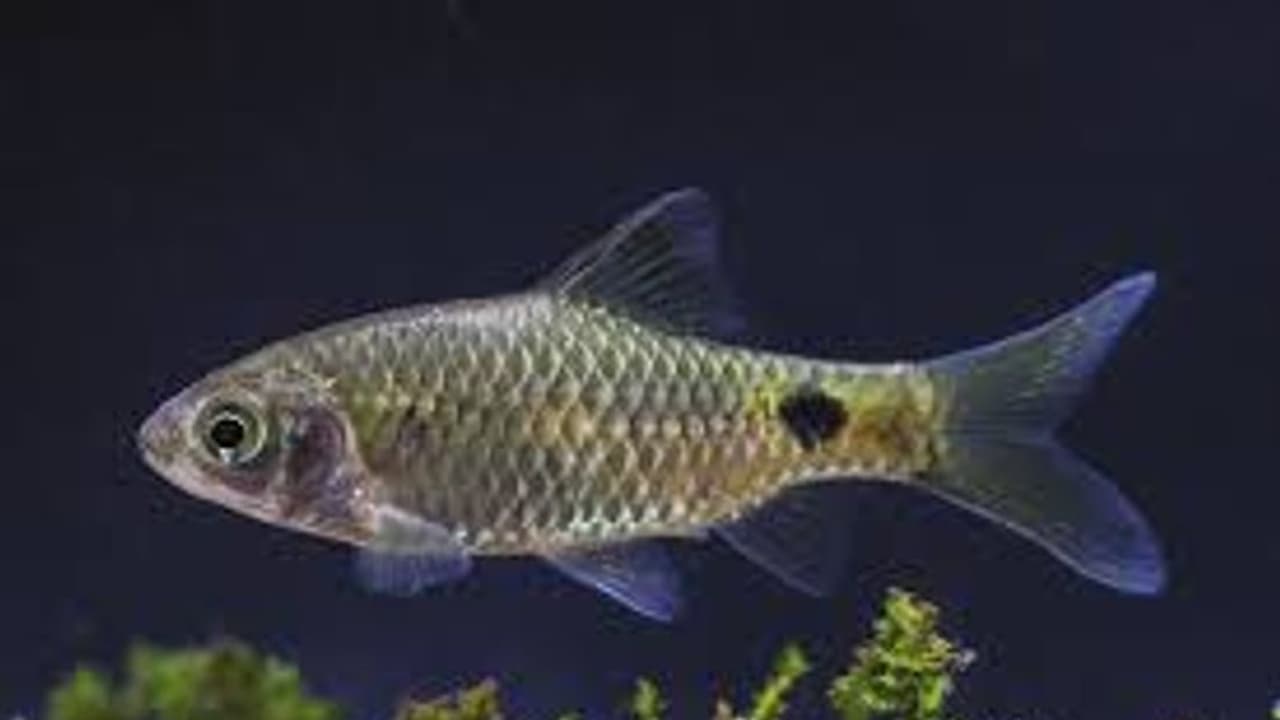 28 కిలోల కచిడి చేప: ధర తెలిస్తే దిమ్మ తిరిగాల్సిందే, వ్యాపారి చేతికి... 28 కిలోల కచిడి చేప: ధర తెలిస్తే దిమ్మ తిరిగాల్సిందే, వ్యాపారి చేతికి...