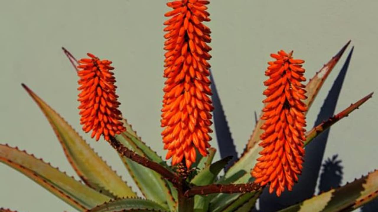 കറ്റാര്‍വാഴയിലുമുണ്ട് അപൂര്‍വമായി മാത്രം കാണുന്ന ഇനങ്ങള്‍