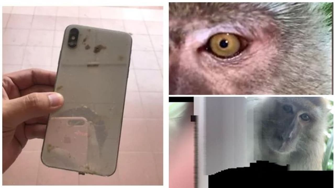 ఫోన్ ఎత్తుకెళ్లిన కోతి.. సెల్ఫీలు, వీడియోలు తీసుకొని.. ఫోన్ ఎత్తుకెళ్లిన కోతి.. సెల్ఫీలు, వీడియోలు తీసుకొని..