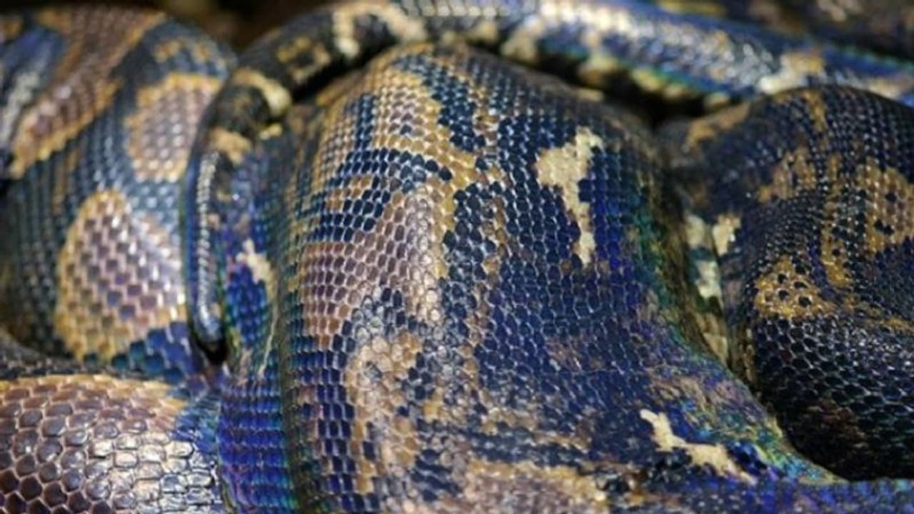 നിര്‍ത്തിയിട്ട ഓട്ടോയുടെ പിന്‍സീറ്റില്‍ അഞ്ചടി നീളമുള്ള പെരുമ്പാമ്പ്!