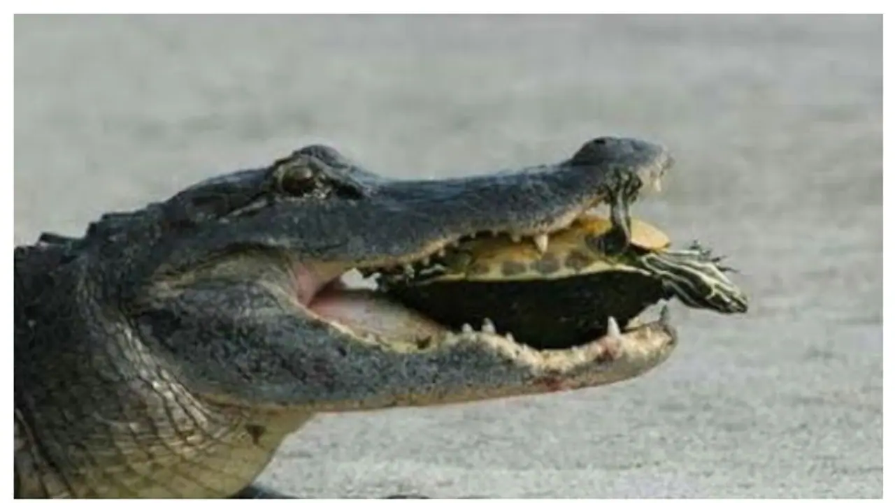 কেবল খরগোস নয়, কচ্ছপের কাছে এবার হার মানতে হল শক্তিধর কুমিরকেও, নেই দুনিয়ায় ঝড় তুলল ভাইরাল ভিডিও