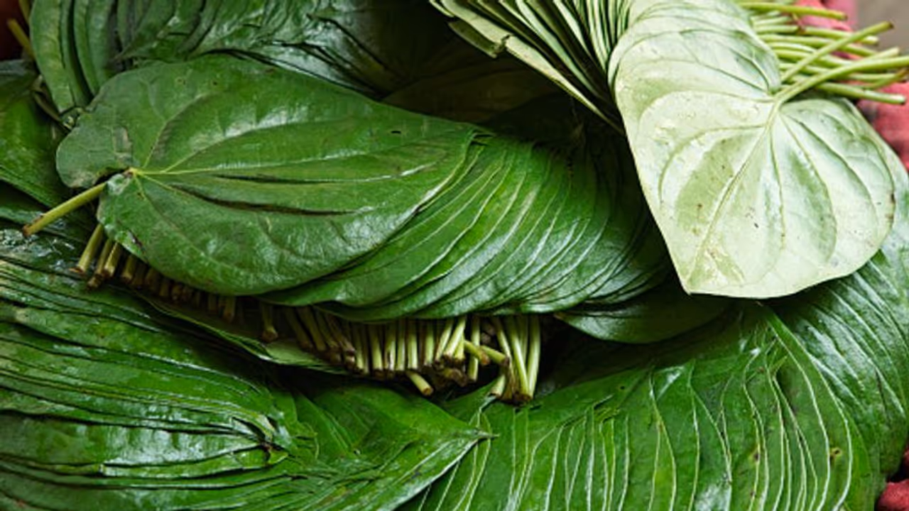 বাড়িতে তৈরি করে নিন পান পাতার তেল, ম্যাজিক করবে মুখ এবং চুলের যত্নে বাড়িতে তৈরি করে নিন পান পাতার তেল, ম্যাজিক করবে মুখ এবং চুলের যত্নে