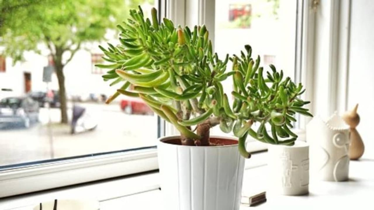 തണുപ്പുകാലത്തെ അതിജീവിക്കുന്ന ചെടികള്‍, ദിവസേന വെള്ളം നല്‍കിയില്ലെങ്കിലും പ്രശ്നമില്ല, വീട്ടിനകത്ത് വളര്‍ത്താം
