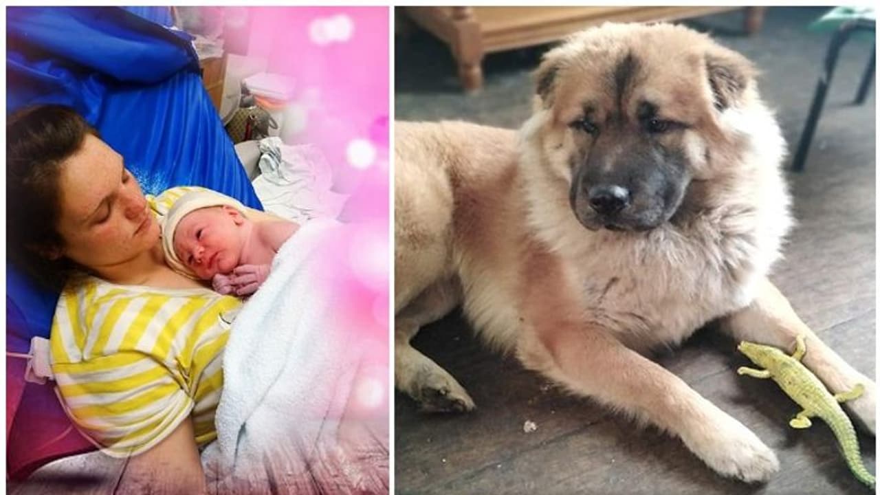 പന്ത്രണ്ടു ദിവസം പ്രായമുള്ള പിഞ്ചുകുഞ്ഞിനെ കടിച്ചു കൊന്ന് വീട്ടിലെ ഭീമൻ നായ; സങ്കടം സഹിക്കാനാവാതെ അമ്മ പന്ത്രണ്ടു ദിവസം പ്രായമുള്ള പിഞ്ചുകുഞ്ഞിനെ കടിച്ചു കൊന്ന് വീട്ടിലെ ഭീമൻ നായ; സങ്കടം സഹിക്കാനാവാതെ അമ്മ