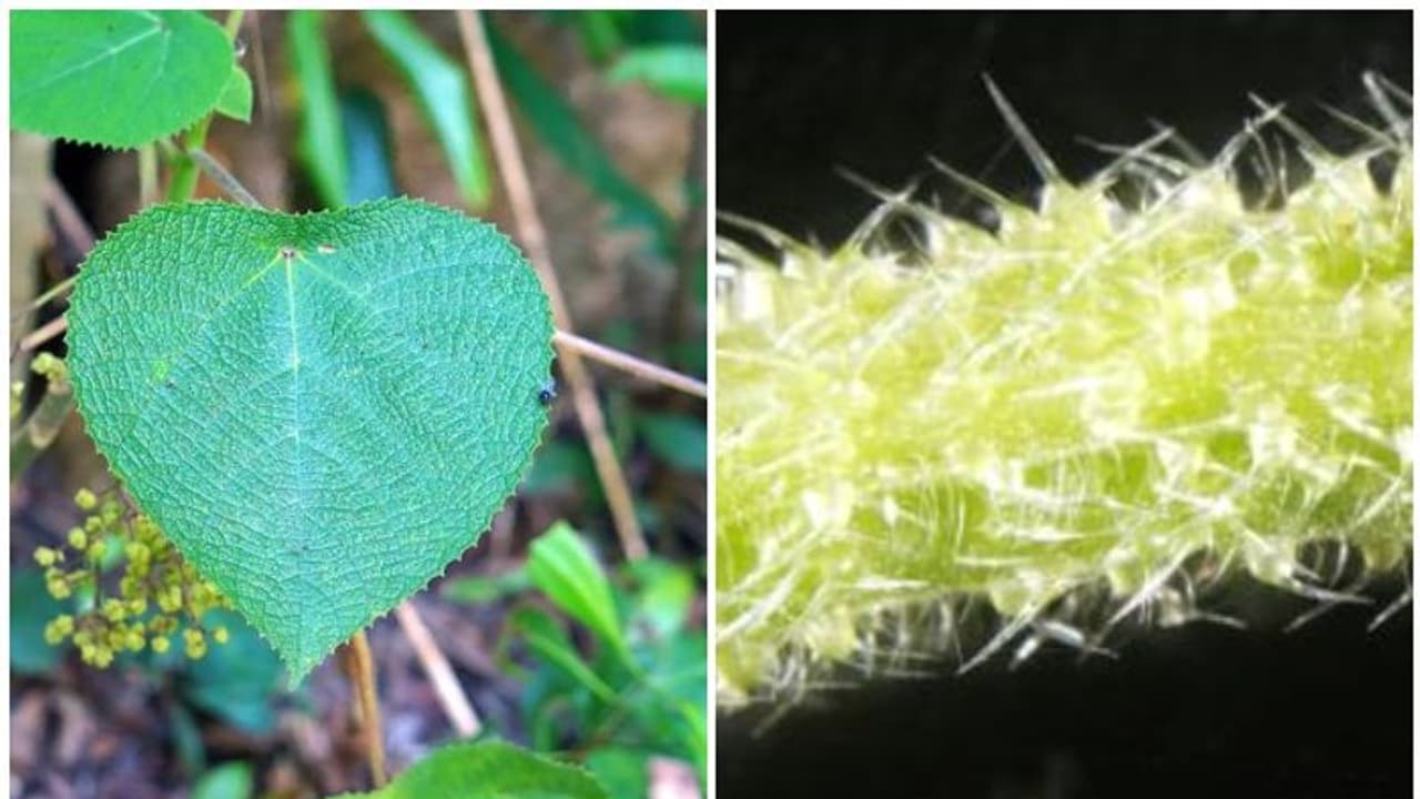 ഓസ്ട്രേലിയയിലെ ജിംപി ജിംപി ചെടി; കുത്തേറ്റാൽ തേൾവിഷത്തിന് സമാനമെന്ന് ഗവേഷകർ; ആത്മഹത്യാ ചെടിയെന്നും പേര് ഓസ്ട്രേലിയയിലെ ജിംപി ജിംപി ചെടി; കുത്തേറ്റാൽ തേൾവിഷത്തിന് സമാനമെന്ന് ഗവേഷകർ; ആത്മഹത്യാ ചെടിയെന്നും പേര്