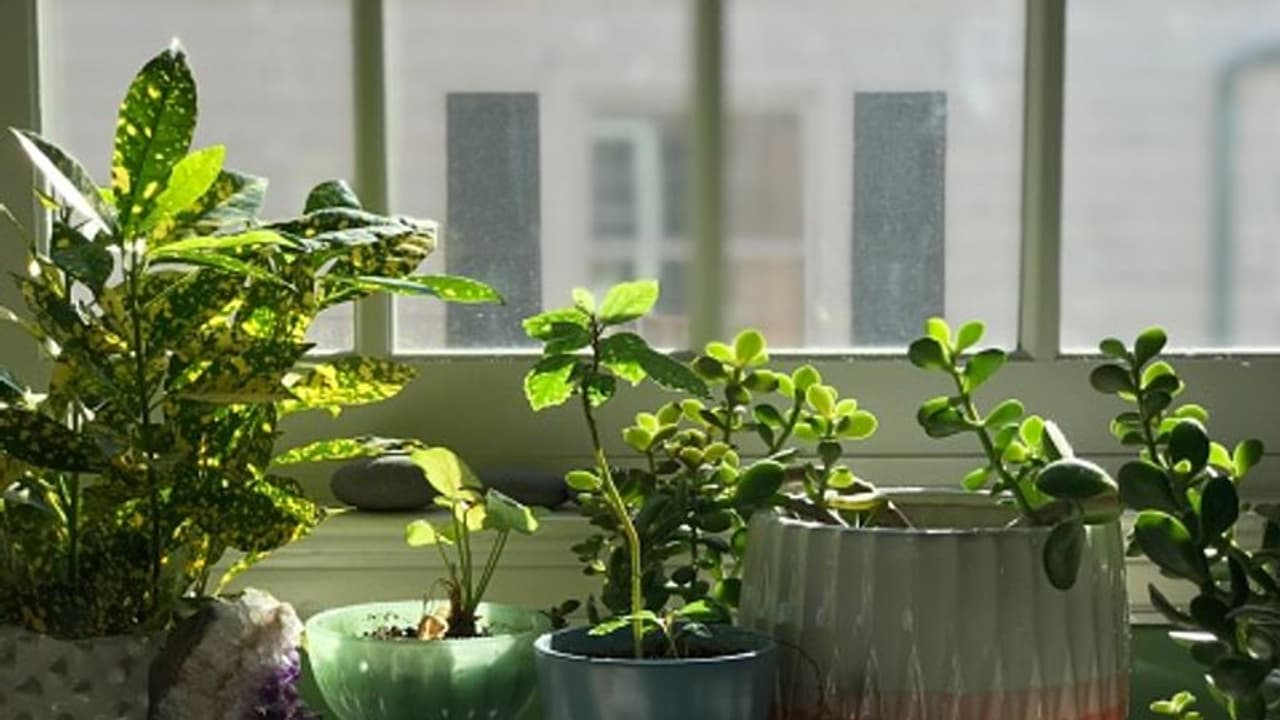 পুজোর আগে ঘর সাজান কম খরচে, ব্যবহার করুন এই গাছগুলি