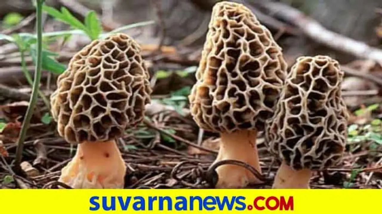 ಅಂತಿಂಥ ಅಣಬೆಯಲ್ಲಈ ಗುಚ್ಚಿ,ಬೆಲೆ ಕೇಳಿದ್ರೆ ತಲೆ ತಿರುಗುತ್ತೆ! ಅಂತಿಂಥ ಅಣಬೆಯಲ್ಲಈ ಗುಚ್ಚಿ,ಬೆಲೆ ಕೇಳಿದ್ರೆ ತಲೆ ತಿರುಗುತ್ತೆ!